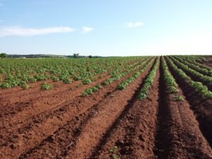 drip irrigation farming