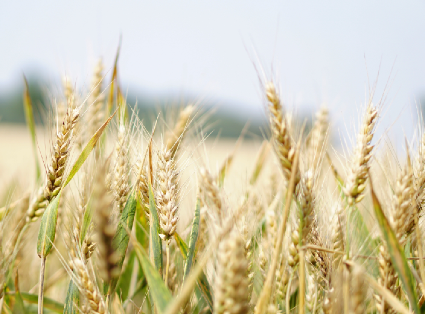 Media Filters Are Commonly Used In Agriculture Especially For Drip 